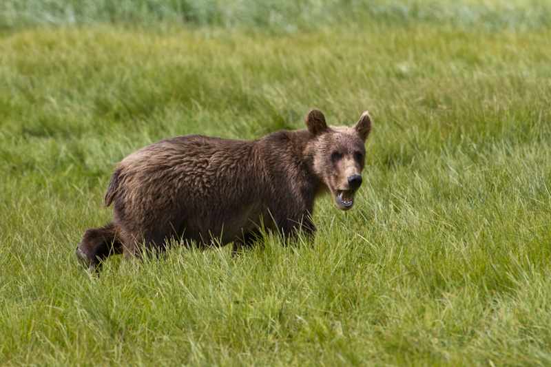 Grizzly Bear Cub